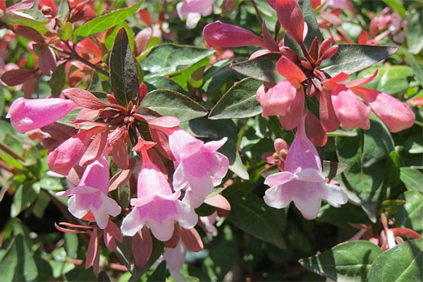 Edward Goucher Abelia